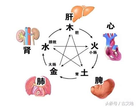 中醫裡面，土是屬於哪一個人的臟腑 盤龍峽